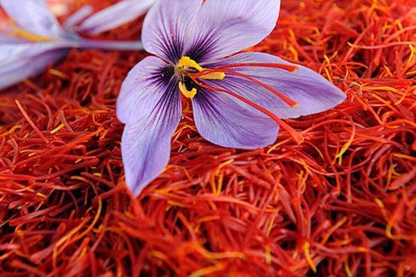 export-of-saffron