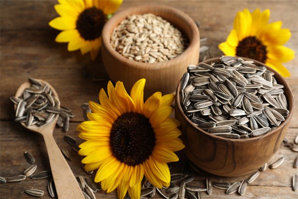 best-countries-for-exporting-sunflower-seed