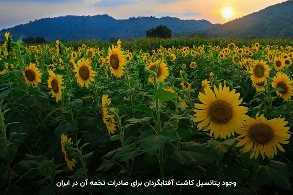 کاشت و پرورش آفتابگردان برای صادرات تخمه؛ استفاده از پتانسیل‌های موجود در ایران