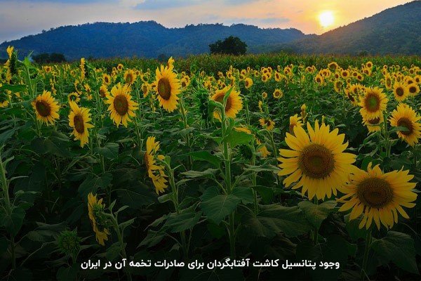 کاشت و پرورش آفتابگردان برای صادرات تخمه؛ استفاده از پتانسیل‌های موجود در ایران