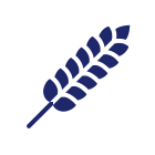 دانه گیاهان