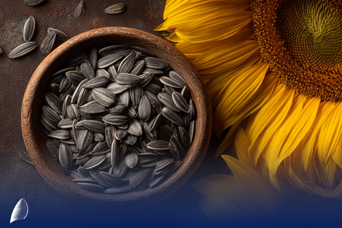 صادرات تخمه آفتاب گردان